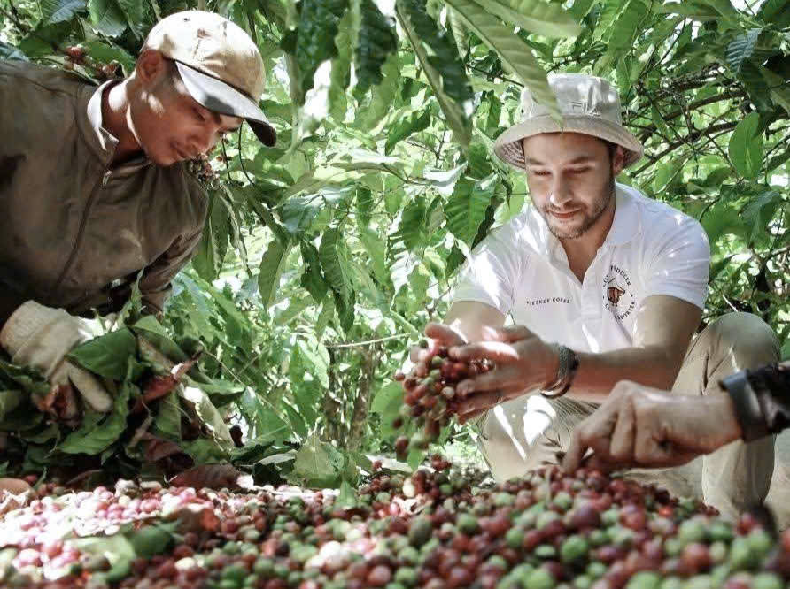 Giá cà phê hôm nay 17-10: Robusta tăng tiếp - Ảnh 1.