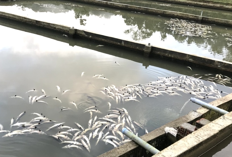 C&aacute; tầm chết trắng hồ ở Măng Đen do mưa lũ g&acirc;y thiệt hại lớn - Ảnh 1.