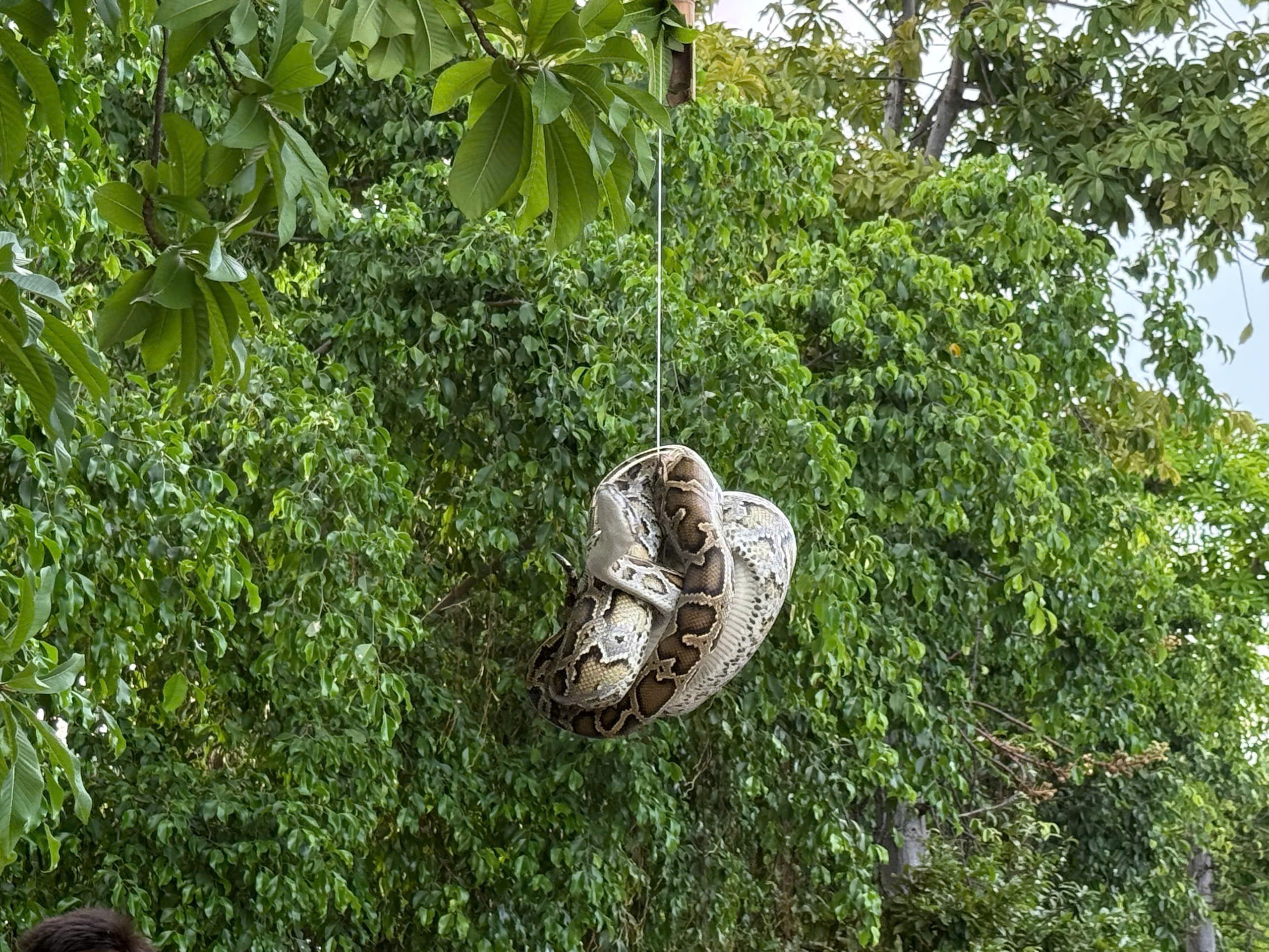 Bất ngờ con trăn dài 2 mét quấn trên cây gần Bến tàu du lịch Nha Trang - Ảnh 2.