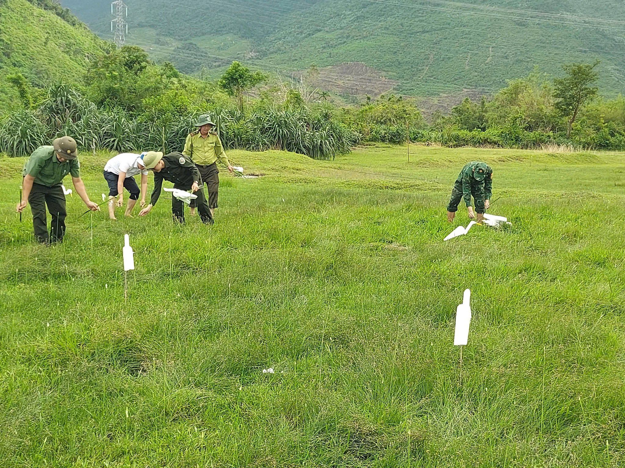 Cò trắng bị khâu mắt trở thành mồi nhử trên tử địa bẫy chim trời - Ảnh 2.