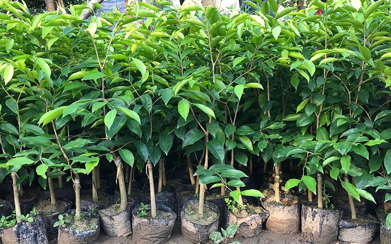 Quảng Trị: Công an cảnh báo về cây Kỳ Hải Nam