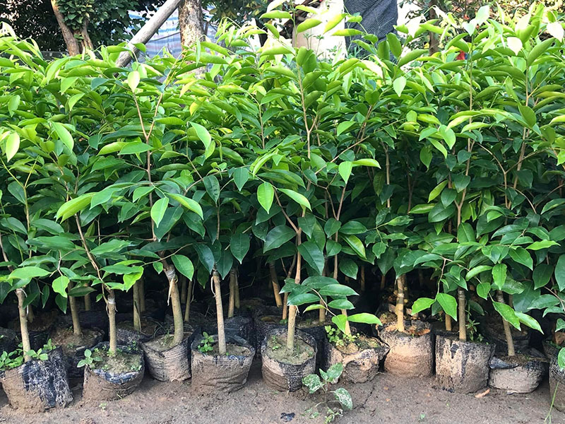 Cảnh b&aacute;o về c&acirc;y Kỳ Hải Nam v&agrave; nguy cơ ph&aacute;p luật tại Việt Nam - Ảnh 1.