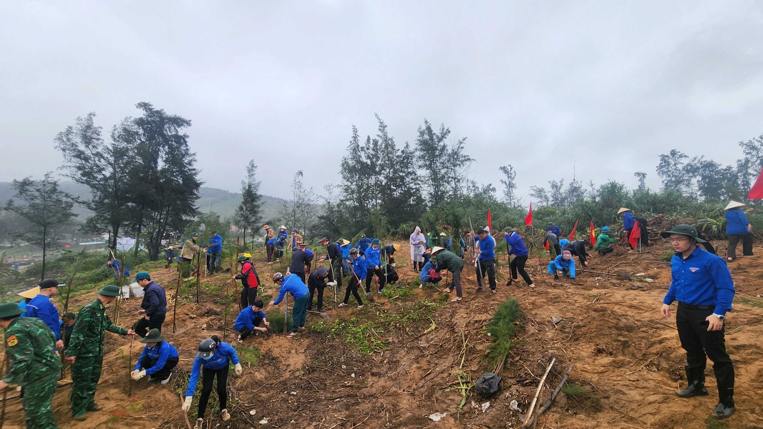Phục hồi, ph&aacute;t triển rừng phi lao ven biển - Ảnh 2.