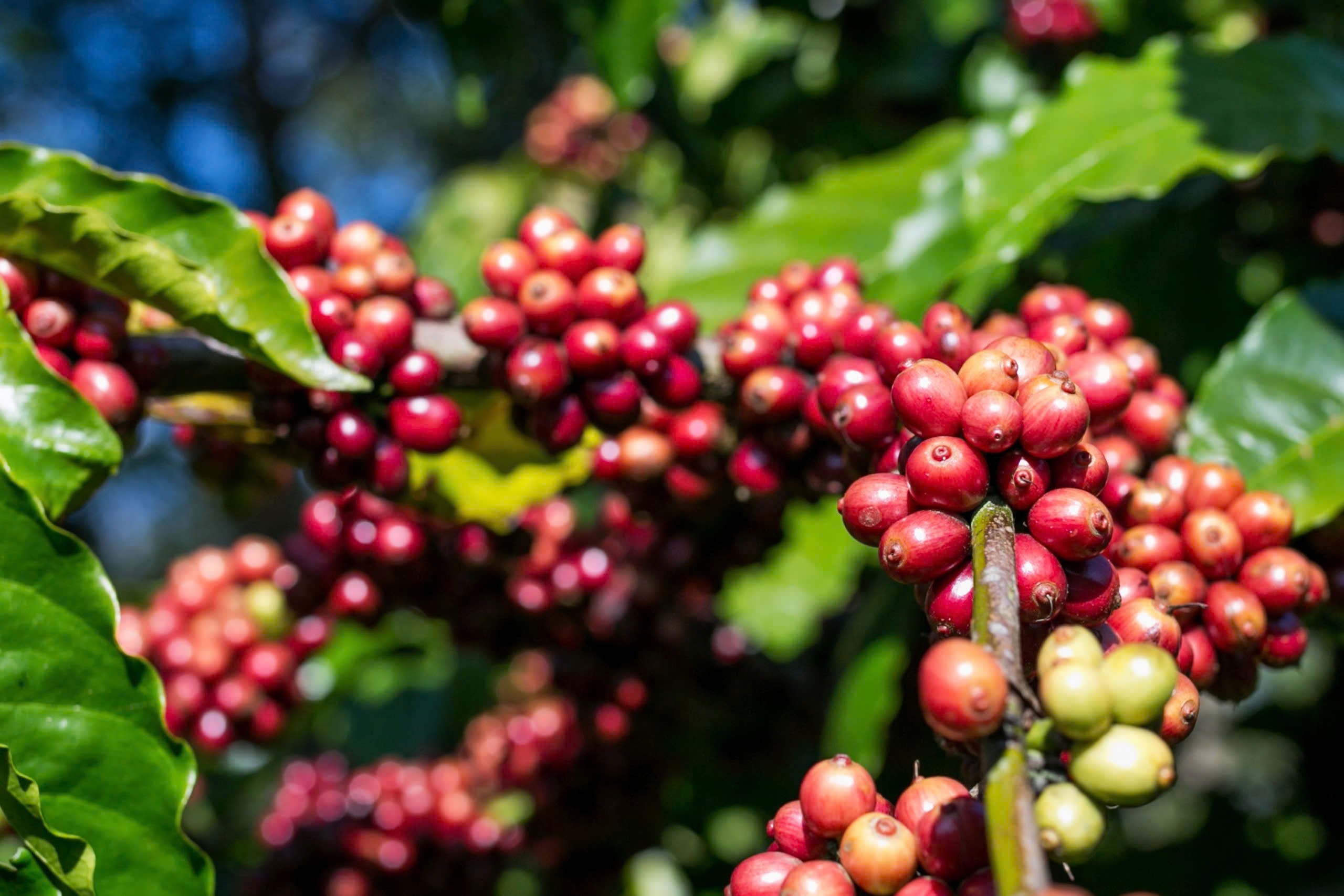 Gi&aacute; c&agrave; ph&ecirc; h&ocirc;m nay 3-10: Giảm, bức tranh thu hoạch Robusta to&agrave;n cầu ra sao?- Ảnh 2.