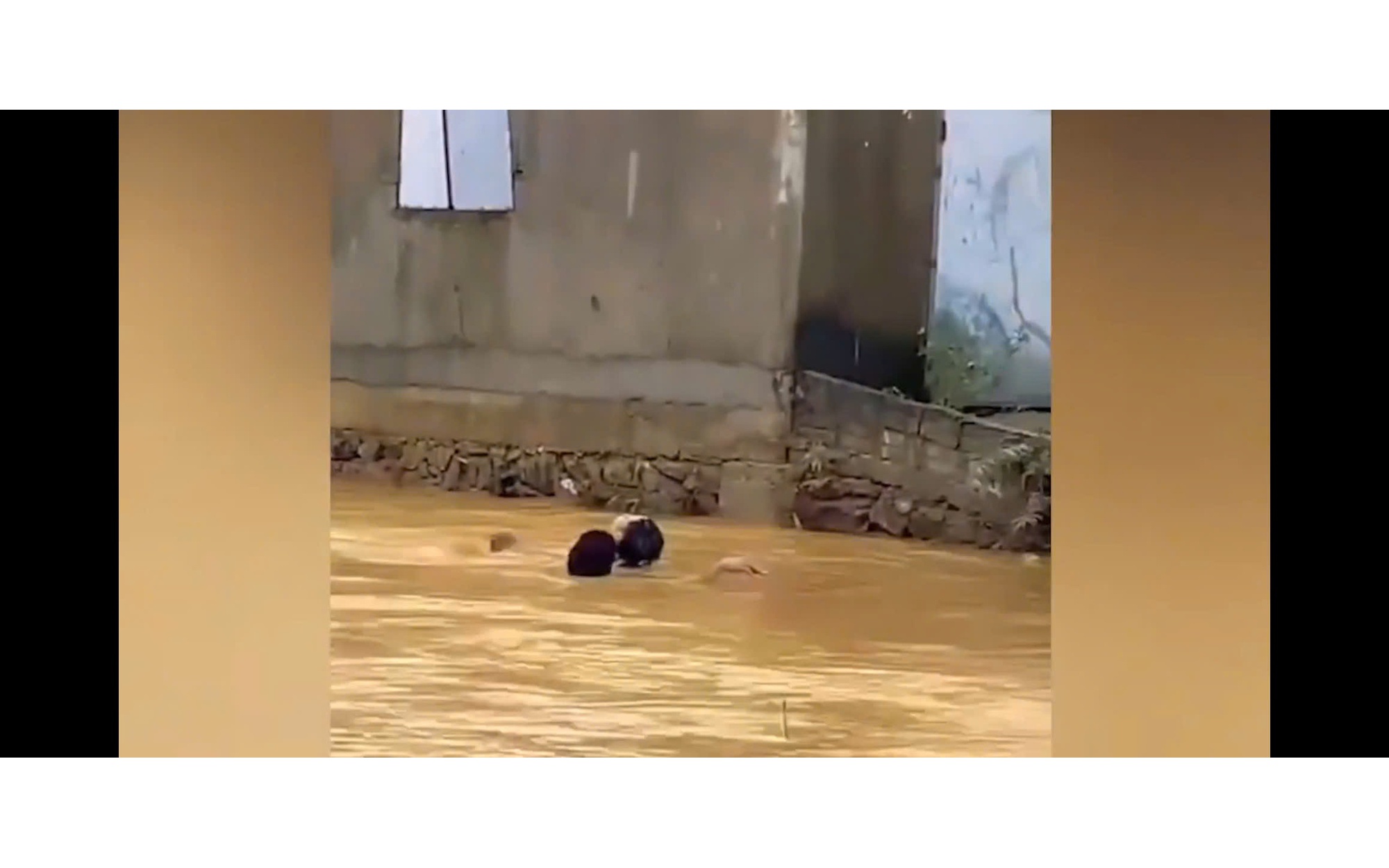 Clip: Nín thở trước hình ảnh người đàn ông lao ra cứu em học sinh lớp 7 giữa dòng nước xiết