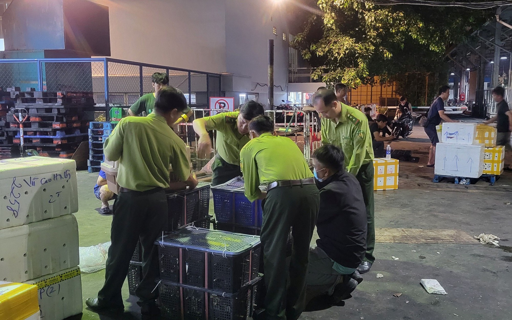 “Kho chim” bí ẩn gần sân bay: Phát hiện 500 con cu ngói không giấy tờ