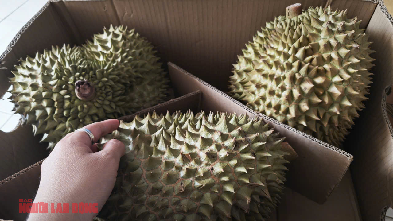 Sầu ri&ecirc;ng tr&aacute;i vụ v&agrave; nguy&ecirc;n nh&acirc;n gi&aacute; giảm bất ngờ tại Đắk Lắk - Ảnh 2.
