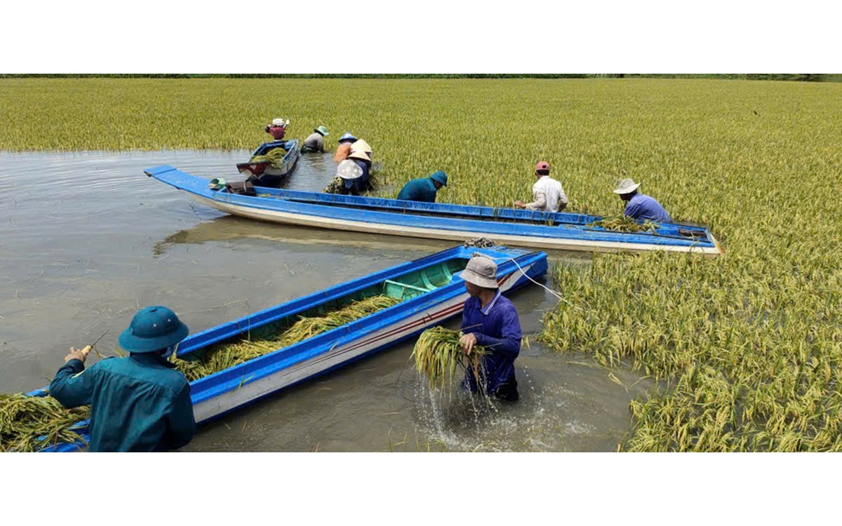 Tây Ninh: 2.000 ha lúa ở một xã đứng trước nguy cơ bị lũ uy hiếp