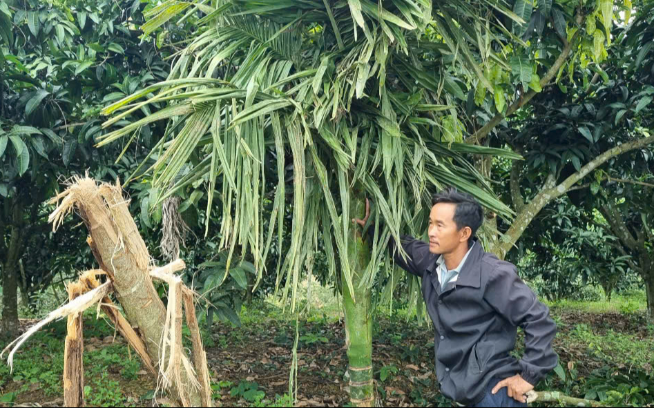 Xung đột giữa voi và người tại Đắk Wil gây lo lắng cho dân địa phương - Ảnh 3.
