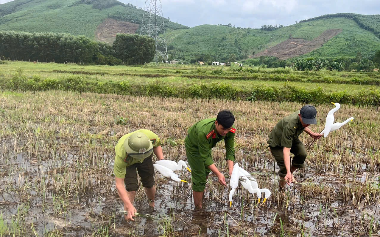Thứ kỳ lạ giữa cánh đồng khiến ai cũng sững sờ ở Quảng Trị