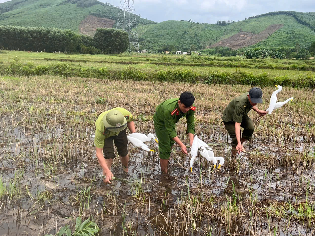 Thứ kỳ lạ giữa cánh đồng khiến ai cũng sững sờ ở Quảng Trị - Ảnh 1.
