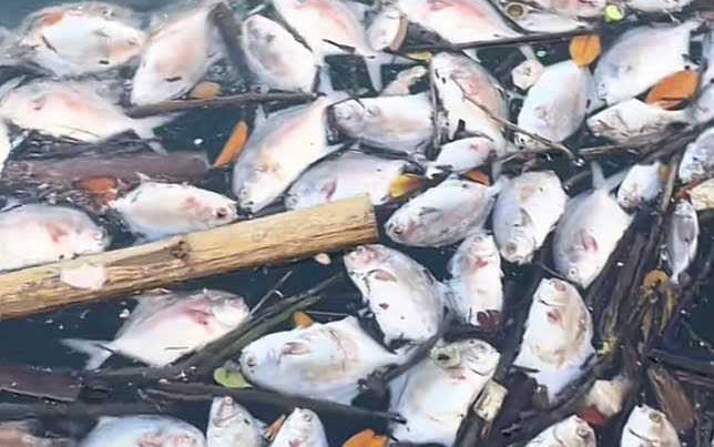 Cá lồng bè chết bất thường hàng loạt ở Đặc khu Vân Đồn