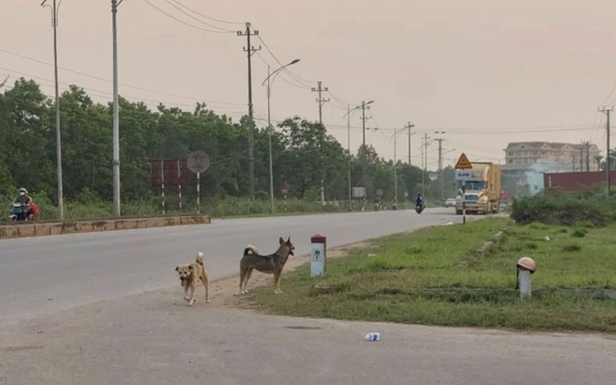 Tai nạn chết người do chó thả rông, ai chịu trách nhiệm?