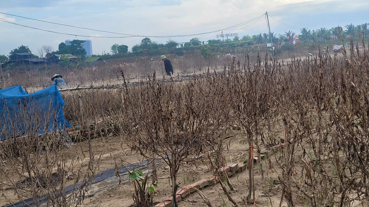 "Thủ phủ" đ&agrave;o, quất H&agrave; Nội lo mất Tết - Ảnh 1.