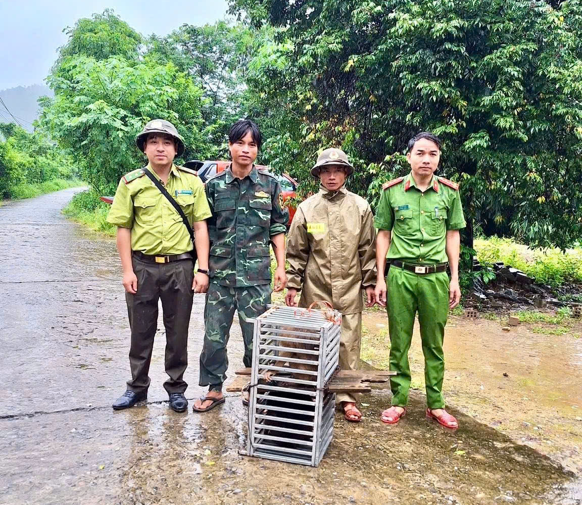 Bắt được con vật mặt đỏ như gấc, người d&acirc;n tr&igrave;nh b&aacute;o ch&iacute;nh quyền - Ảnh 3.