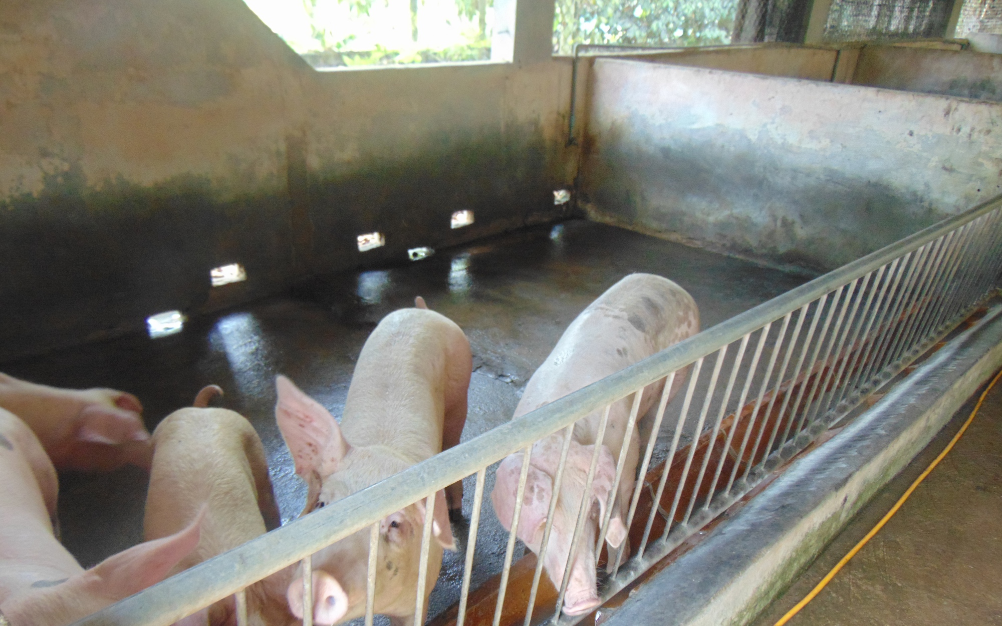 Giá heo hơi hôm nay, 25-10: Khu vực Tây Nam Bộ bất ngờ tăng giá