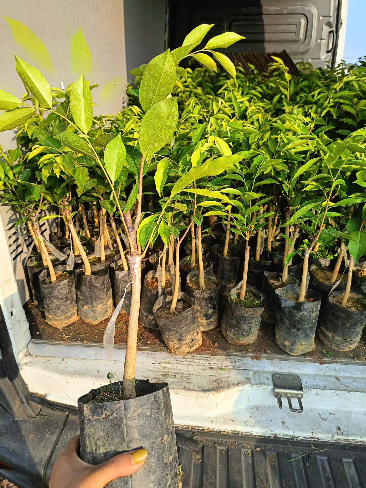 Cảnh b&aacute;o c&acirc;y Kỳ Hải Nam tạo trầm hương bạc tỉ ở Quảng Trị - Ảnh 1.