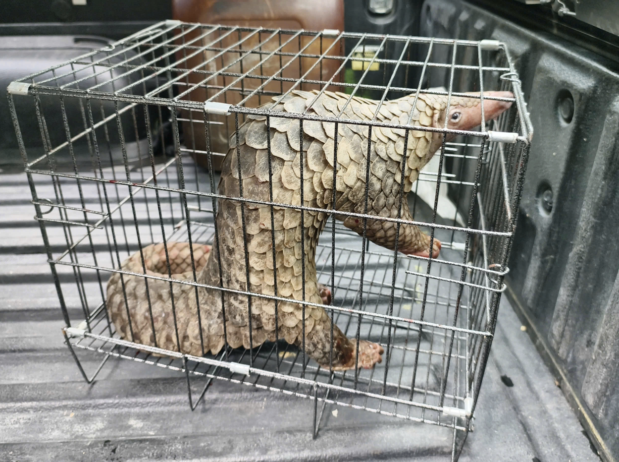 Phát hiện "Sách Đỏ" 5kg bò trước nhà, người dân ở TP HCM bắt giao kiểm lâm - Ảnh 1.
