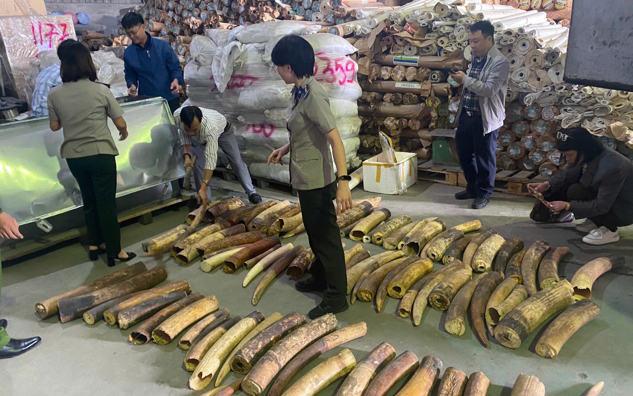 Phơi bày thủ đoạn "rửa" nguồn gốc động vật hoang dã