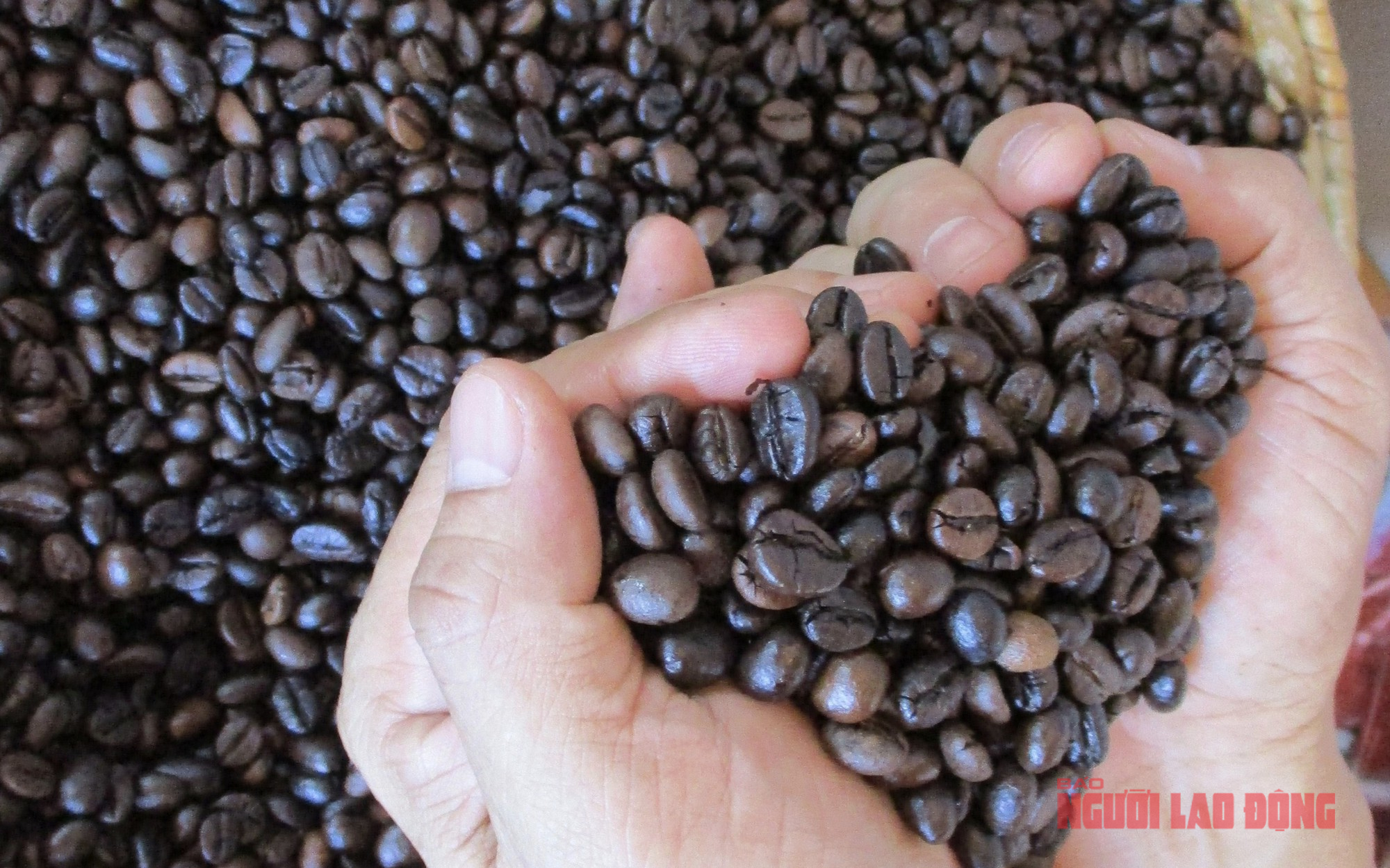 Giá cà phê hôm nay 4-10: Bùng nổ cuối tuần