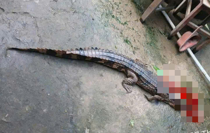 Vụ cá sấu sổng chuồng cắn thầy giáo ở Tây Ninh: Bất ngờ lời khai của người nuôi - Ảnh 1.
