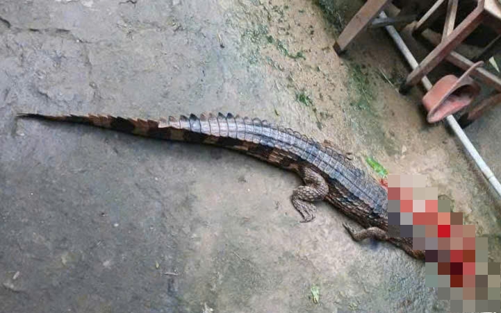 Vụ cá sấu sổng chuồng cắn thầy giáo ở Tây Ninh: Lời khai bất ngờ từ người nuôi