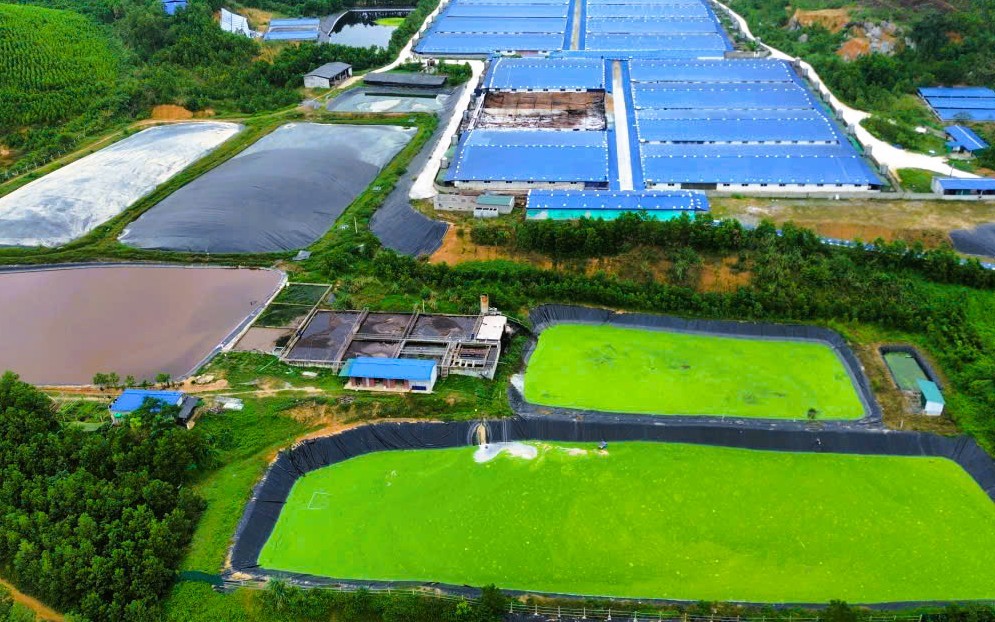 Dừng hoạt động trại heo công nghệ cao gây mùi hôi thối