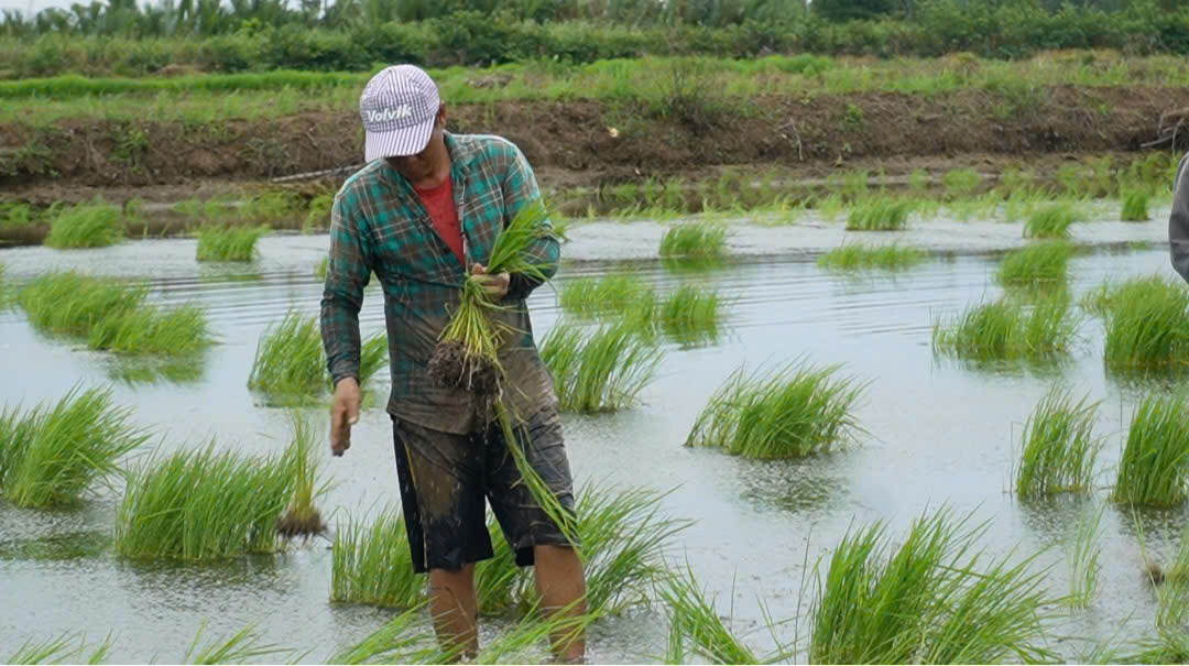 VIDEO: Tuyệt chiêu nghề ném mạ thuê ở Cà Mau - Ảnh 5.
