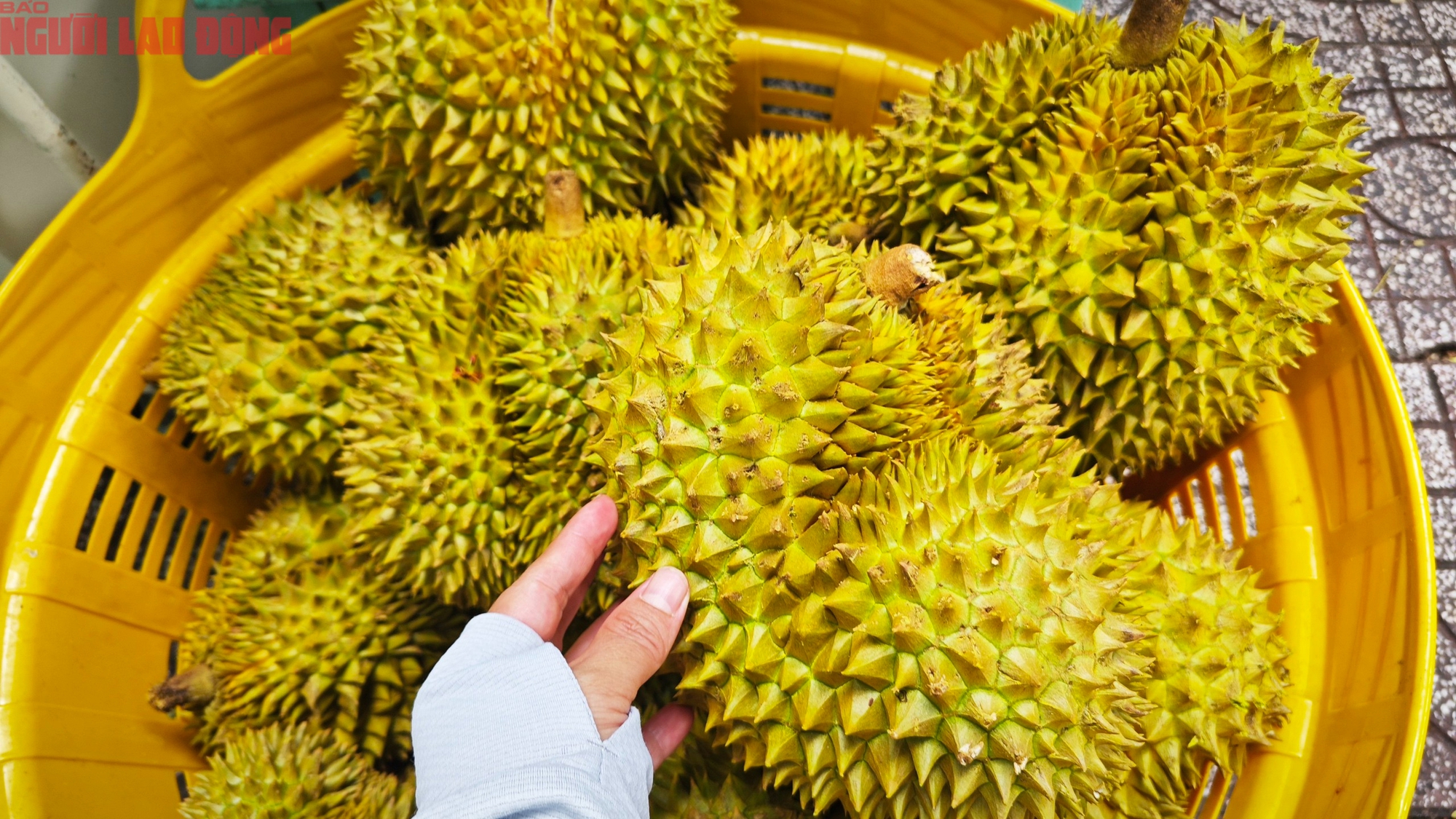 Gi&aacute; sầu ri&ecirc;ng h&ocirc;m nay 8 - 10: Tăng mạnh , nh&agrave; vườn thu lợi lớn từ 100 . 000 Đồng / kg - Ảnh 2.