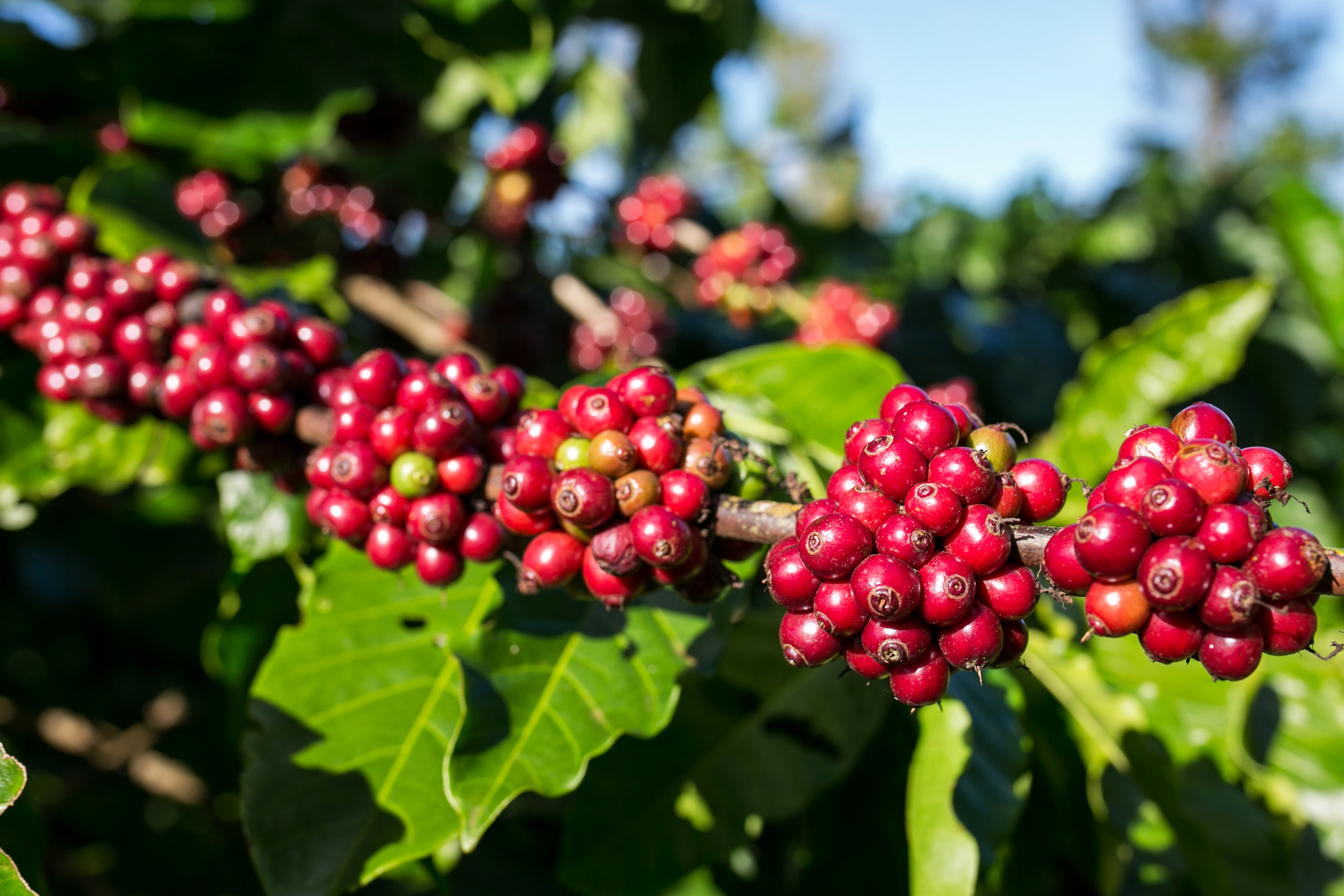Giá cà phê hôm nay 9-10: Tăng rất mạnh, Robusta Việt có bị soán ngôi vua? - Ảnh 1.