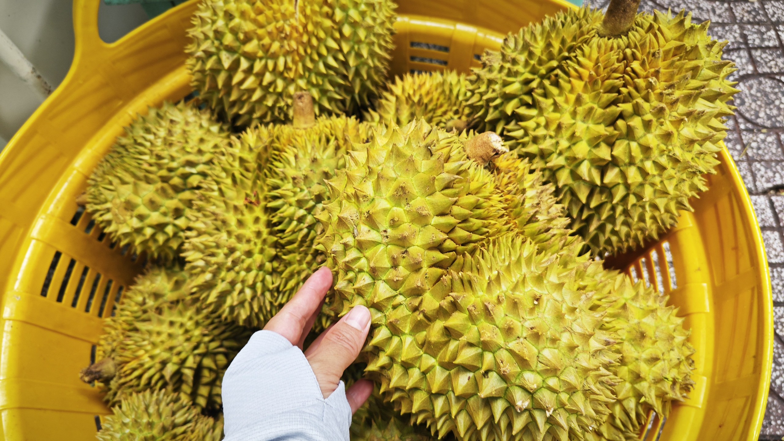 Phó Thủ tướng chỉ đạo làm rõ trách nhiệm để gián đoạn kiểm nghiệm vàng O và cadimi cho sầu riêng - Ảnh 1.