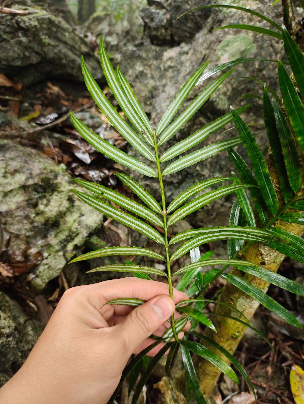 6 loài cây hạt trần quý hiếm có nguy cơ tuyệt chủng tại 1 khu rừng ở Thanh Hóa - Ảnh 3.
