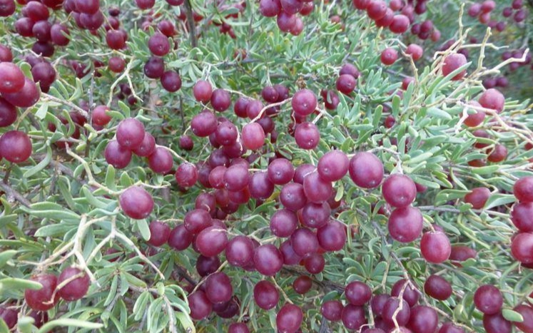 Một loài cây dại ở châu Á có thể là "thần dược" trị tiểu đường