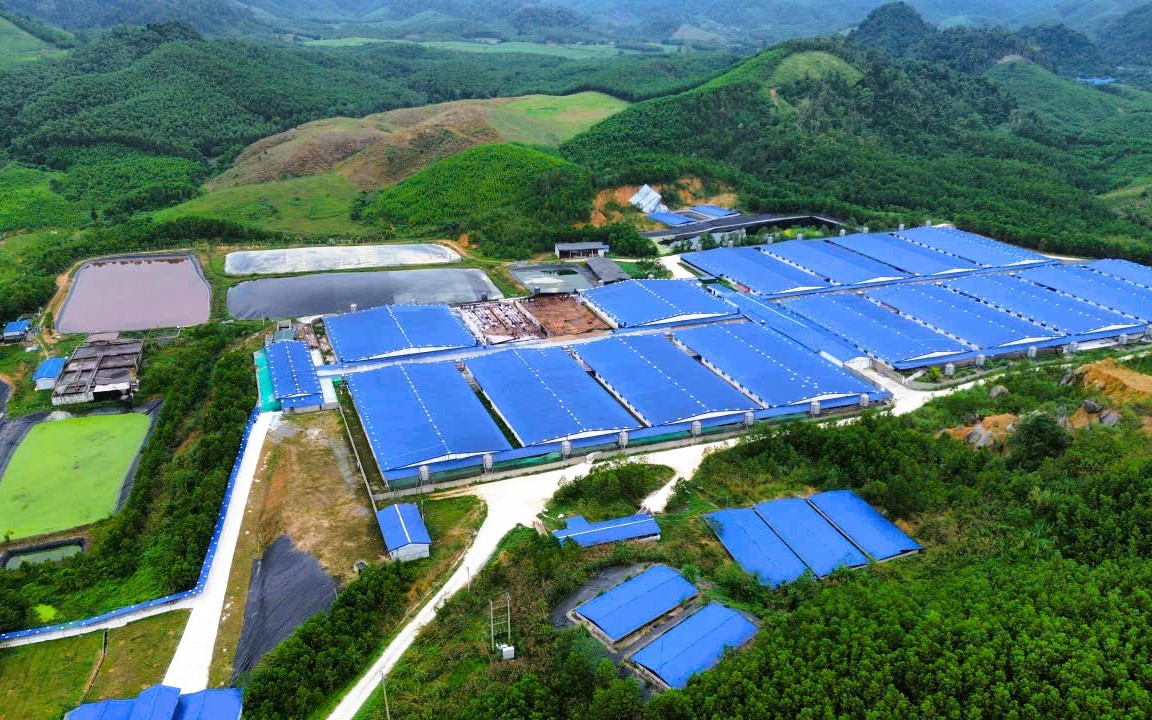 Một xã ở Thanh Hóa "cõng" 7 trang trại heo quy mô hơn 100.000 con