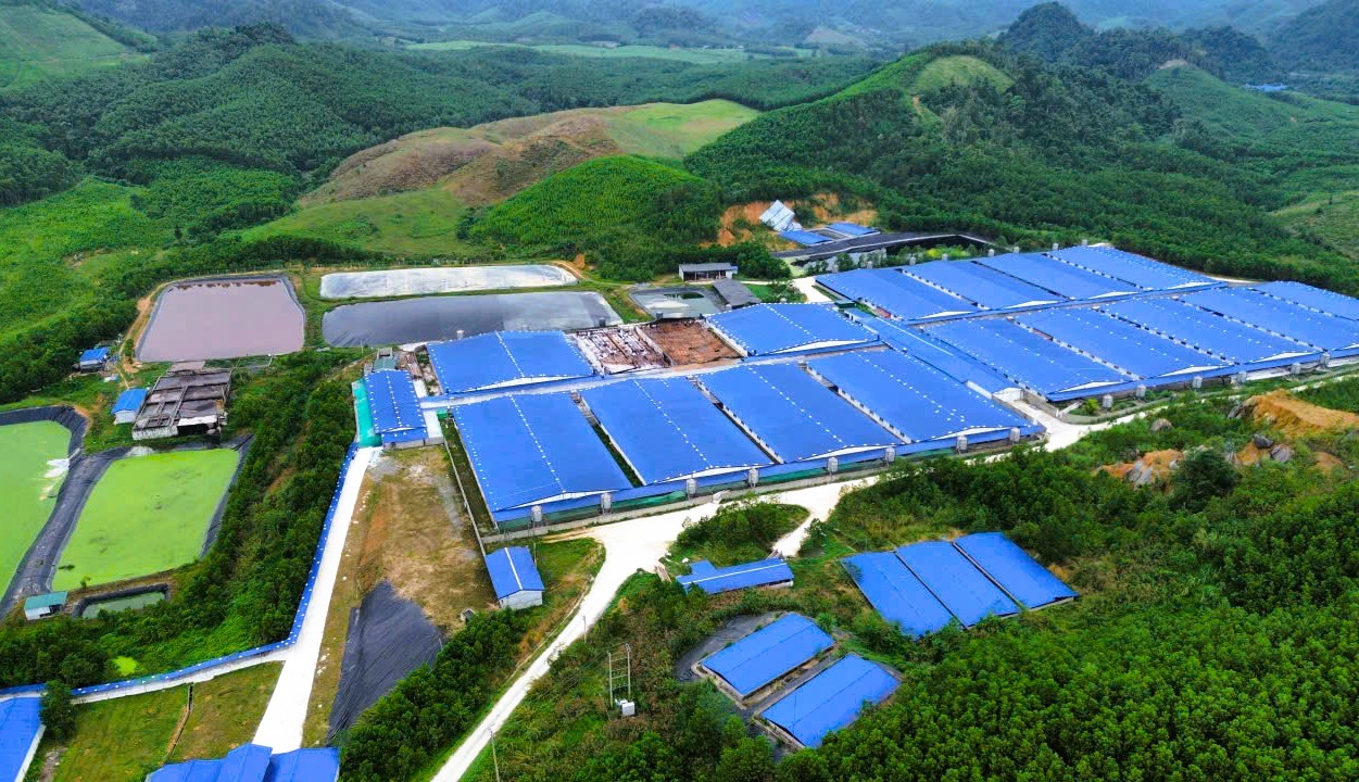 Một xã ở Thanh Hóa "cõng" 7 trang trại heo quy mô gần 100.000 con - Ảnh 1.