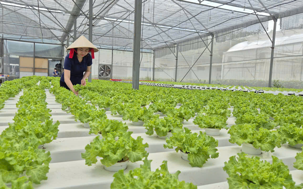 Tháo điểm nghẽn cho nông sản sạch TP HCM