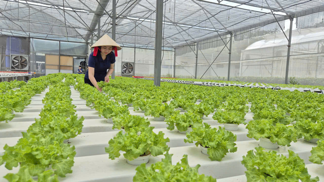 Th&aacute;o điểm nghẽn cho n&ocirc;ng sản sạch TP HCM - Ảnh 1.