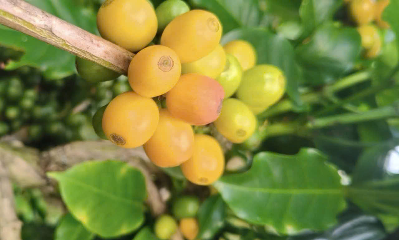Giá cà phê hôm nay 12 -11: Arabica lại tăng nóng, Ethiopia xử lý đầu cơ - Ảnh 1.