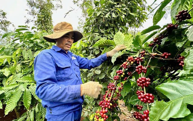 Nghịch lý cà phê Robusta Việt Nam 