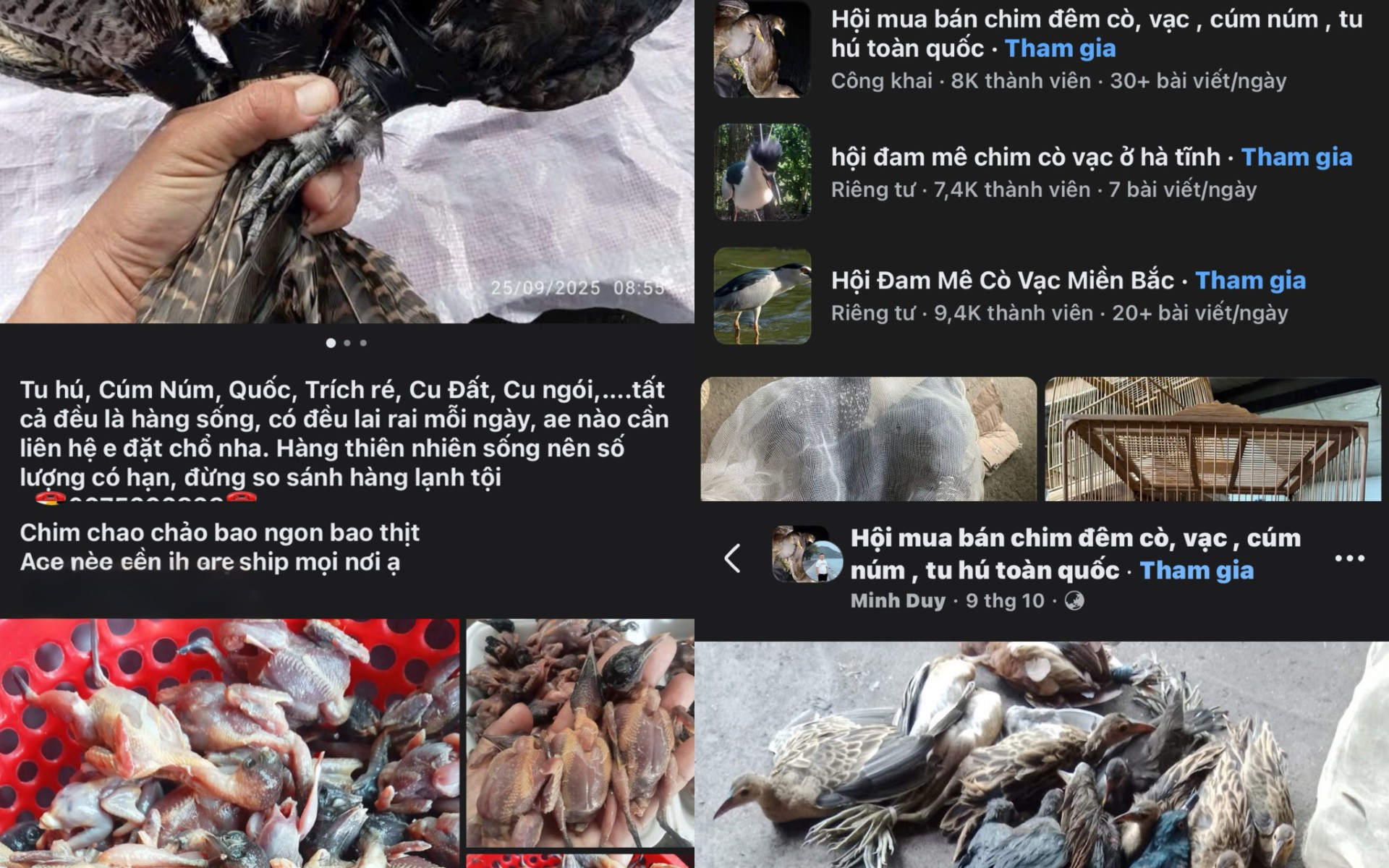 Bị tận diệt, chim hoang dã ngày càng vắng bóng