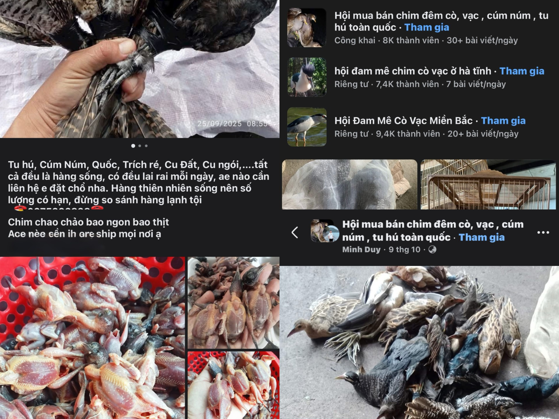 Bị tận diệt, chim hoang dã ngày càng vắng bóng - Ảnh 1.