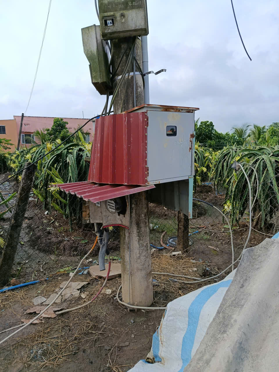 Người trồng thanh long ở T&acirc;y Ninh, Đồng Th&aacute;p kh&oacute;c r&ograve;ng v&igrave; rớt v&agrave; bị trộm cắp - Ảnh 2.