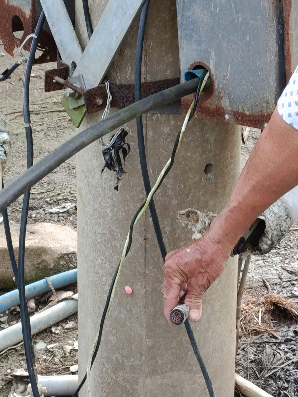 Người trồng thanh long ở T&acirc;y Ninh, Đồng Th&aacute;p kh&oacute;c r&ograve;ng v&igrave; rớt v&agrave; bị trộm cắp - Ảnh 3.