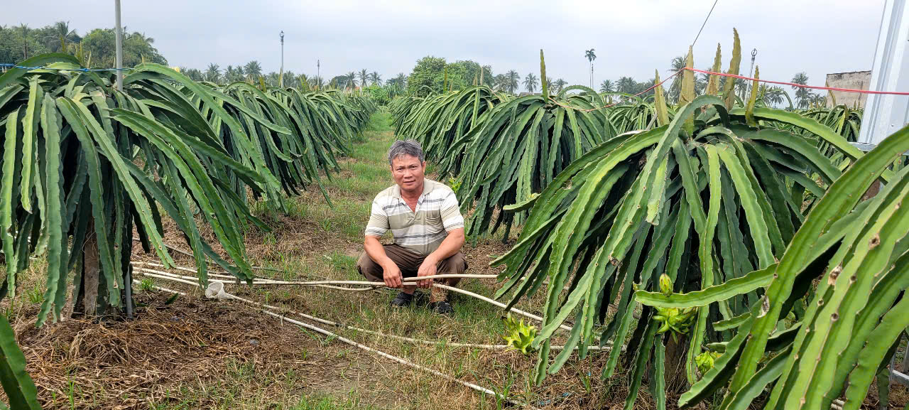 Người trồng thanh long ở T&acirc;y Ninh, Đồng Th&aacute;p kh&oacute;c r&ograve;ng v&igrave; rớt v&agrave; bị trộm cắp - Ảnh 4.
