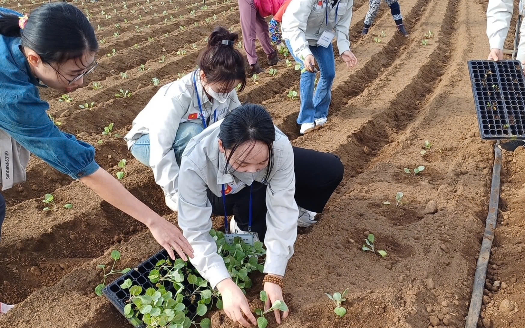 Tỉnh Jeju tăng tiếp nhận lao động thời vụ Việt Nam