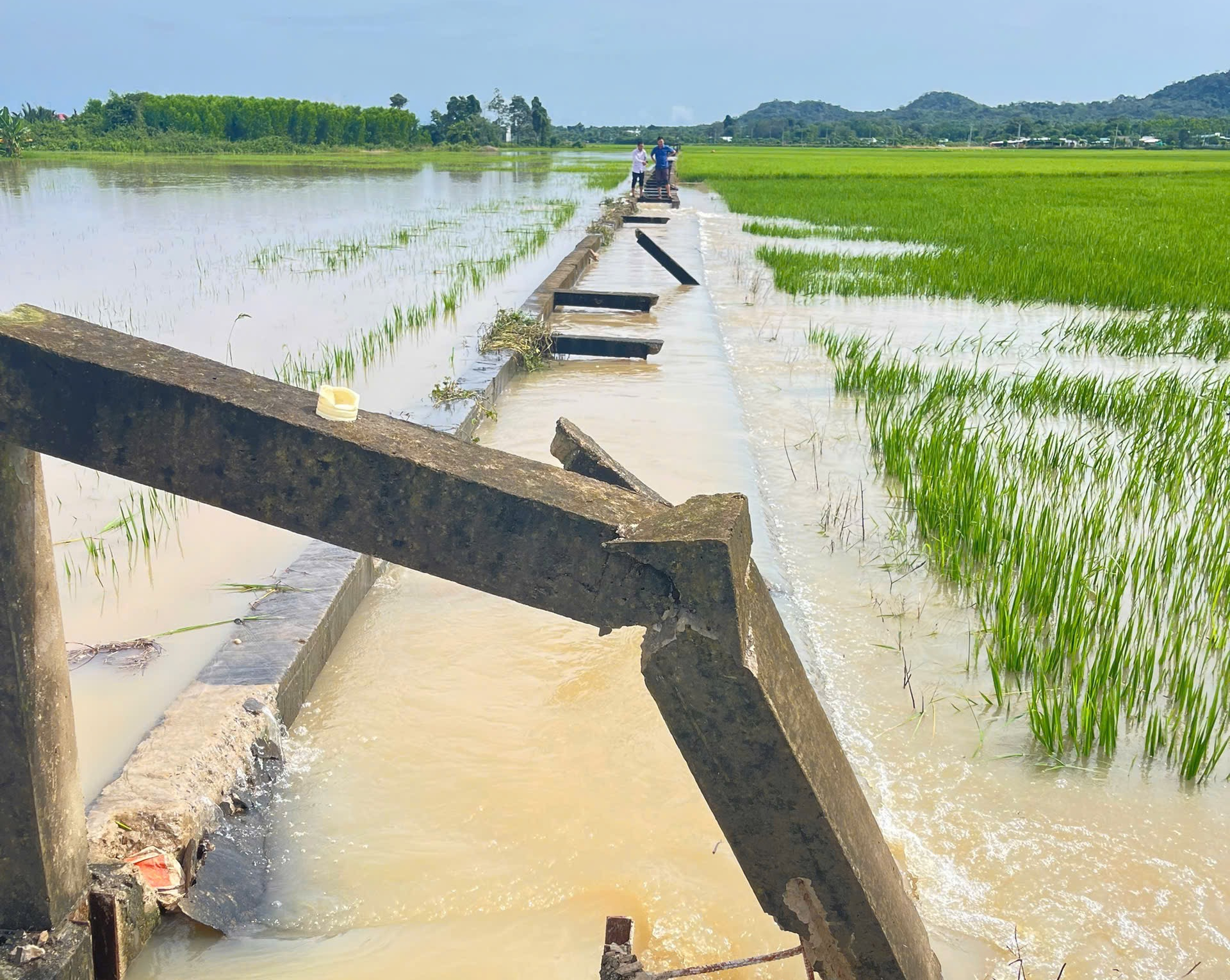 Mưa lớn k&eacute;o d&agrave;i g&acirc;y thiệt hại nặng tại nhiều x&atilde; ở B&agrave; Rịa &ndash; Vũng T&agrave;u cũ - Ảnh 2.