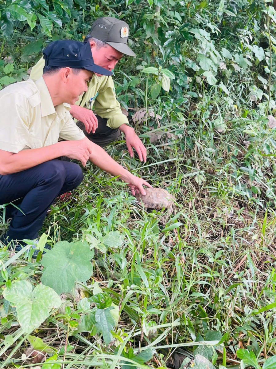 Chung tay bảo vệ hệ sinh thái rừng Mỹ Sơn - Ảnh 2.