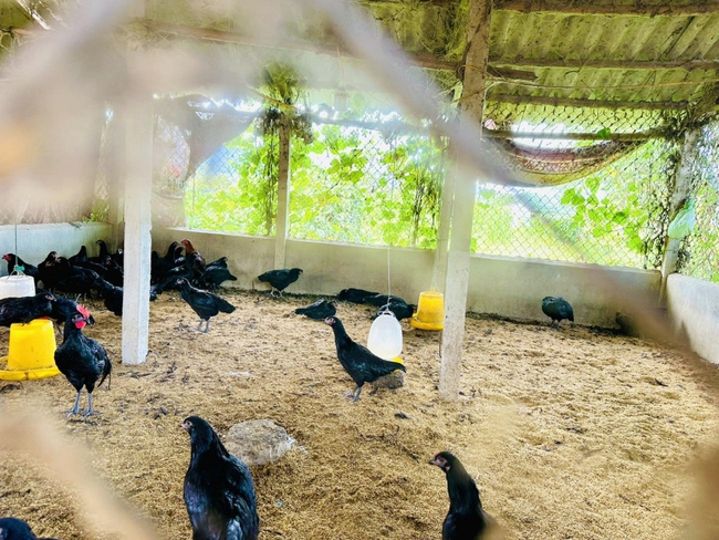 Giảm ngh&egrave;o bền vững: B&agrave;i học kinh nghiệm từ những m&ocirc; h&igrave;nh hay của th&agrave;nh phố Huế  - Ảnh 1.