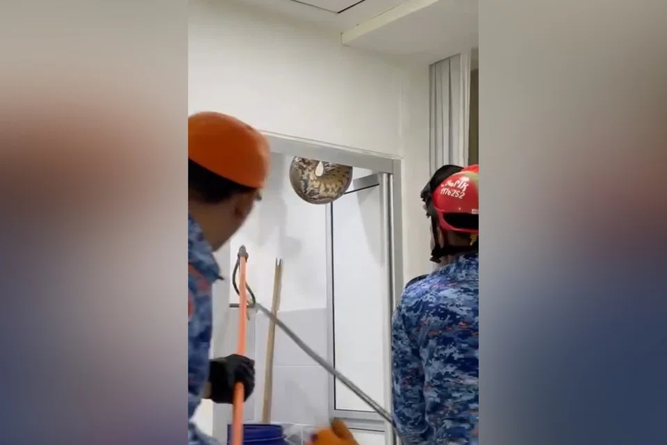 Con trăn khổng lồ bất ngờ rơi xuống trần nh&agrave; khiến cả gia đ&igrave;nh kinh h&atilde;i - Ảnh 1.