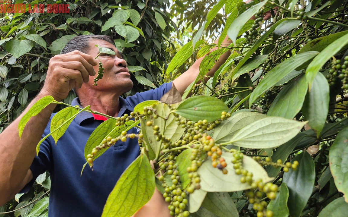 Không ít đại lý tạm ngưng thu mua tiêu và nại lý do này